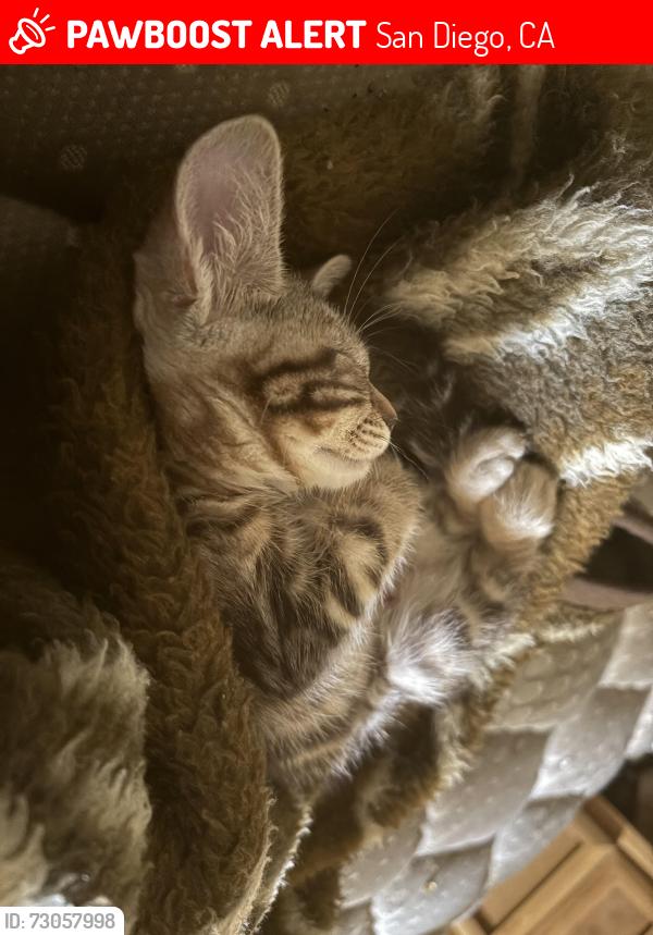 Lost Female Cat last seen Mercer, San Diego, CA 92122