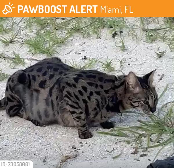 Found/Stray Male Cat last seen Orilla de la playa 5800 aprox, Miami, FL 33140