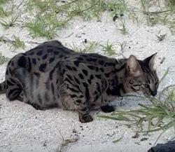 Found/Stray Male Cat last seen Orilla de la playa 5800 aprox, Miami, FL 33140