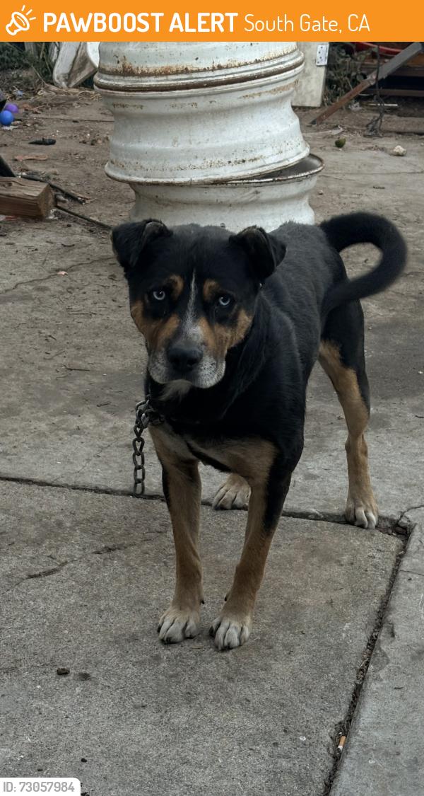 Found/Stray Male Dog last seen Near Santa Ana st , South Gate, CA 90280