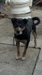 Found/Stray Male Dog last seen Near Santa Ana st , South Gate, CA 90280
