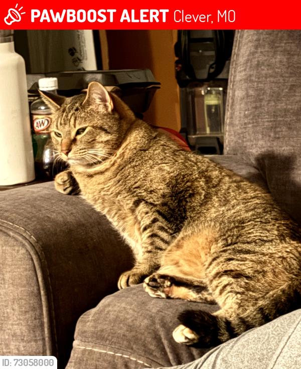 Lost Female Cat last seen State Hwy U & M near Forest Ridge subdivision, Clever, MO 65631