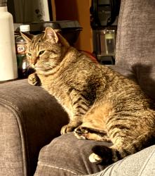 Lost Female Cat last seen State Hwy U & M near Forest Ridge subdivision, Clever, MO 65631