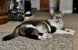 Reunited Male Cat last seen Munro Community Park, Warminster Comminuty Park, Warminster, PA 18974