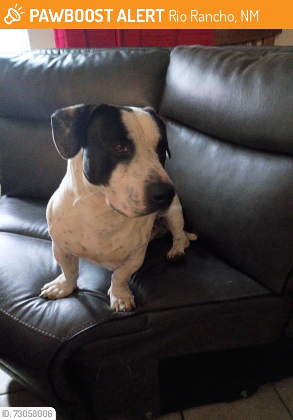 Found/Stray Male Dog last seen 2nd Street and Southern, Rio Rancho, NM 87124