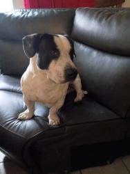 Found/Stray Male Dog last seen 2nd Street and Southern, Rio Rancho, NM 87124