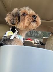 Lost Male Dog last seen Lamberton, centre , second streer, Trenton, NJ 08611