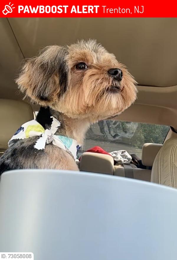 Lost Male Dog last seen Lamberton, centre , second streer, Trenton, NJ 08611