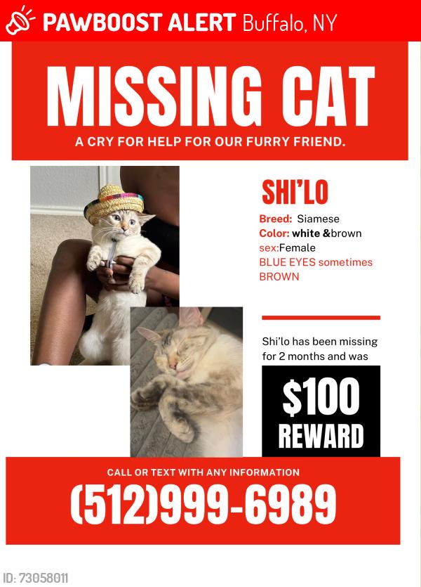 Lost Female Cat last seen Parkridge and Amherst st , Buffalo, NY 14215