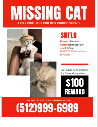 Lost Female Cat last seen Parkridge and Amherst st , Buffalo, NY 14215