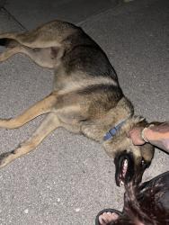 Found/Stray Male Dog last seen Corner of 288th and Krome southbound, Homestead, FL 33030