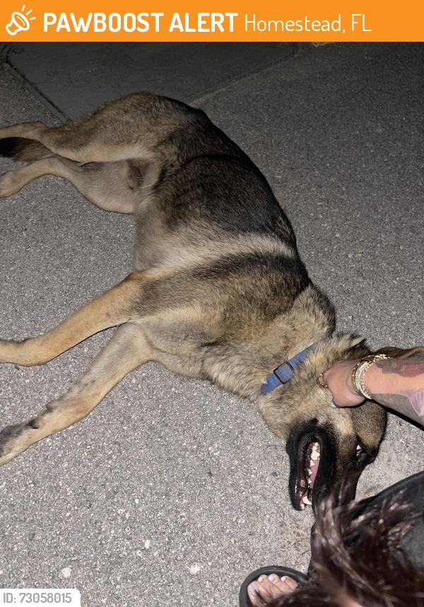 Found/Stray Male Dog last seen Corner of 288th and Krome southbound, Homestead, FL 33030