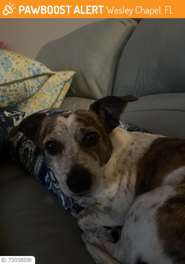 Found/Stray Male Dog last seen Sparkling way, Wesley Chapel, FL 33545