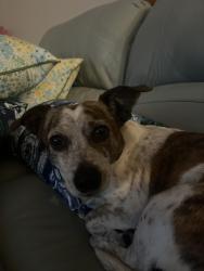 Found/Stray Male Dog last seen Sparkling way, Wesley Chapel, FL 33545