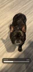 Reunited Female Dog last seen Saint Mary university, San Antonio, TX 78228