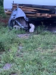 Found/Stray Unknown Cat last seen West C road and forest lane, Loxahatchee Groves, FL 33470