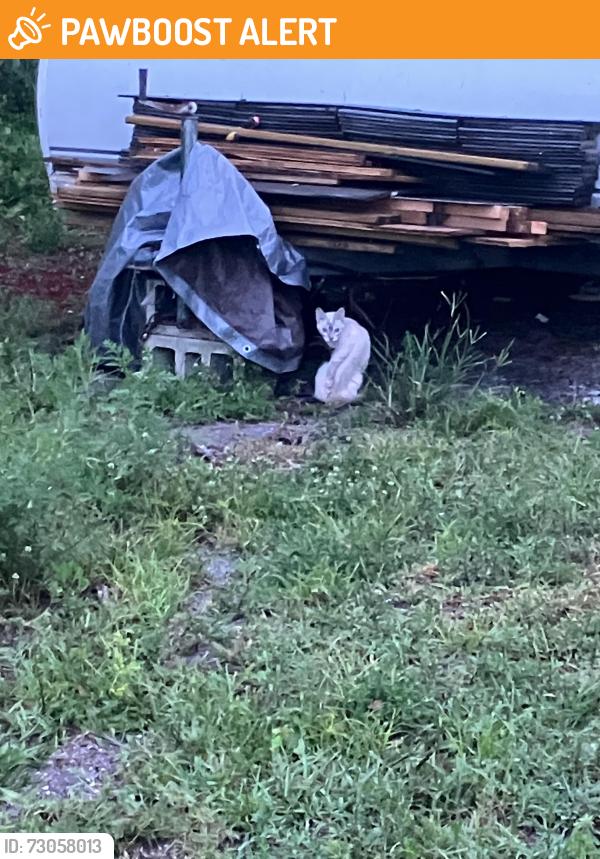 Found/Stray Unknown Cat last seen West C road and forest lane, Loxahatchee Groves, FL 33470
