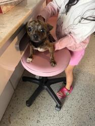 Lost Male Dog last seen Pinellas park, Pinellas Park, FL 33780