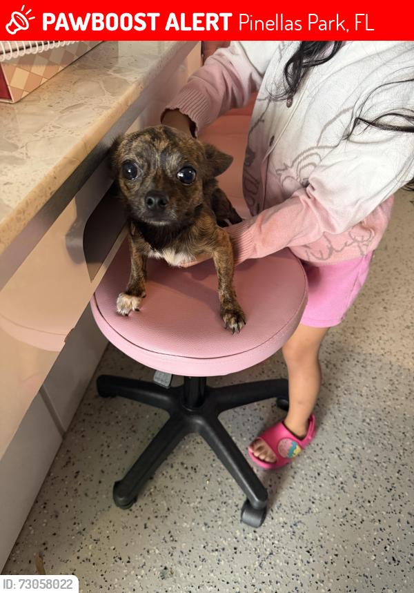 Lost Male Dog last seen Pinellas park, Pinellas Park, FL 33780