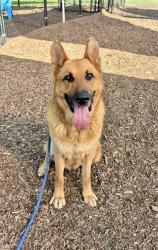 Shelter Stray Male Dog last seen Zachary Dr & Carillon Ln, Stone Mountain, GA 30083, 30083, GA, 3280 Chamblee Dunwoody Rd, Chamblee, GA 30341, USA
