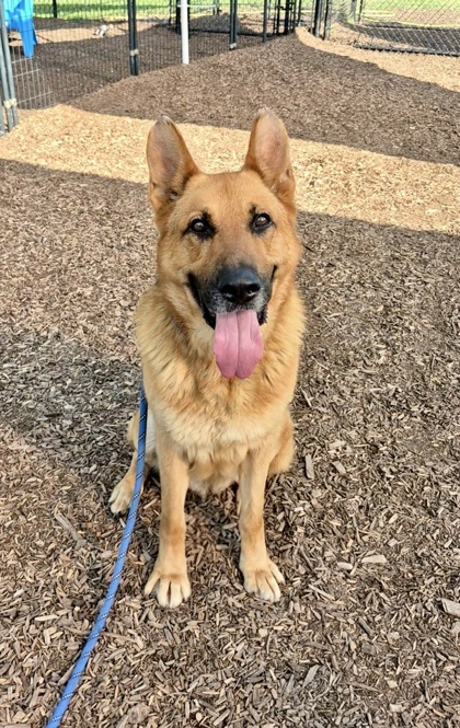 Shelter Stray Male Dog last seen Zachary Dr & Carillon Ln, Stone Mountain, GA 30083, 30083, GA, 3280 Chamblee Dunwoody Rd, Chamblee, GA 30341, USA