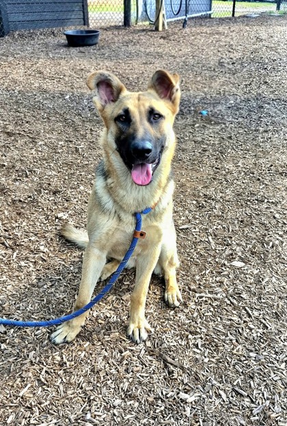 Shelter Stray Female Dog last seen Near Chestnut Drive, 30340, GA, 3280 Chamblee Dunwoody Rd, Chamblee, GA 30341, USA