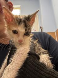 Shelter Stray Unknown Cat last seen Near Trailside Way, Stone Mountain, GA, 30087, 30087, GA, 3280 Chamblee Dunwoody Rd, Chamblee, GA 30341, USA