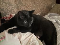 Lost Male Cat last seen Killarney Community Centre , Vancouver, BC V5S 1G1
