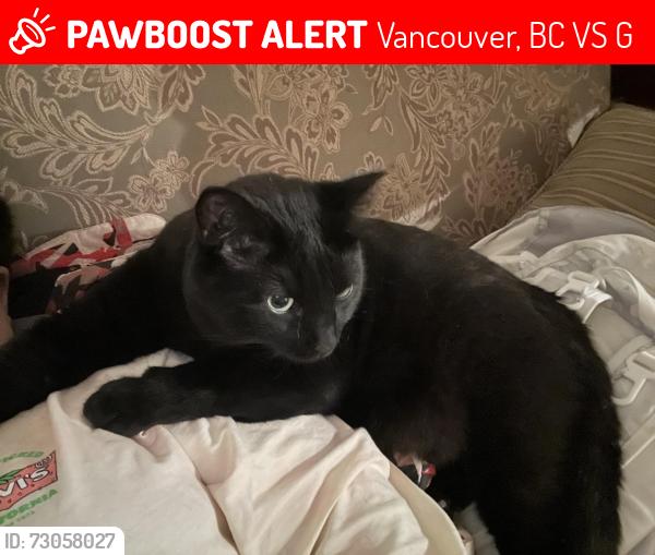 Lost Male Cat last seen Killarney Community Centre , Vancouver, BC V5S 1G1