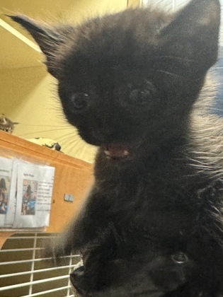 Shelter Stray Unknown Cat last seen Near Redan Rd, Stone Mountain, GA 30088, 30088, GA, 3280 Chamblee Dunwoody Rd, Chamblee, GA 30341, USA