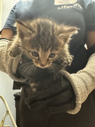 Shelter Stray Unknown Cat last seen Near Redan Rd, Stone Mountain, GA 30088, 30088, GA, 3280 Chamblee Dunwoody Rd, Chamblee, GA 30341, USA