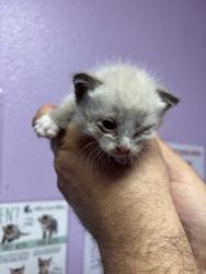 Shelter Stray Male Cat last seen Near Fred Wilson, CITY of El Paso, TX, 5001 Fred Wilson Ave, El Paso, TX 79906, USA