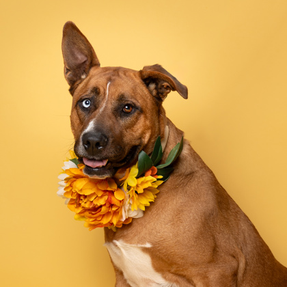 Shelter Stray Male Dog last seen Near Lorenzo dr, Atlanta, GA, 1251 Fulton Industrial Blvd NW, Atlanta, GA 30336, USA