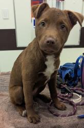 Shelter Stray Female Dog last seen Near Campbellton Road, Atlanta, GA, 1251 Fulton Industrial Blvd NW, Atlanta, GA 30336, USA