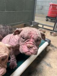 Shelter Stray Female Dog last seen 36th and Penniman, Oakland, , 1101 29th Ave, Oakland, CA 94601, USA