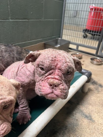 Shelter Stray Female Dog last seen 36th and Penniman, Oakland, , 1101 29th Ave, Oakland, CA 94601, USA
