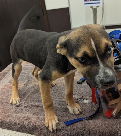 Shelter Stray Female Dog last seen Near Kipling St SE, Atlanta, GA, 1251 Fulton Industrial Blvd NW, Atlanta, GA 30336, USA