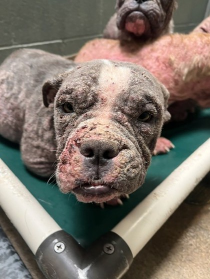 Shelter Stray Female Dog last seen 36th and Penniman, Oakland, , 1101 29th Ave, Oakland, CA 94601, USA