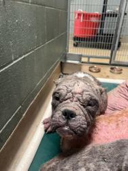 Shelter Stray Female Dog last seen 36th and Penniman, Oakland, , 1101 29th Ave, Oakland, CA 94601, USA