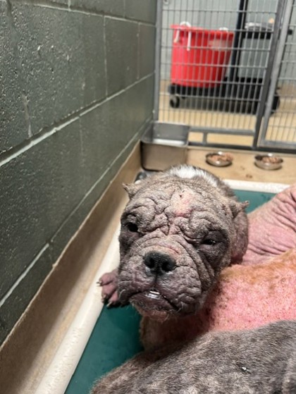 Shelter Stray Female Dog last seen 36th and Penniman, Oakland, , 1101 29th Ave, Oakland, CA 94601, USA