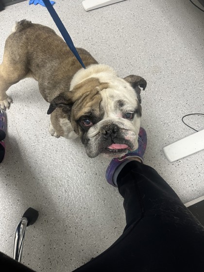 Shelter Stray Male Dog last seen , , CA, 1101 29th Ave, Oakland, CA 94601, USA