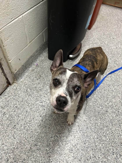 Shelter Stray Male Dog last seen Near Brown Gap Road, Knox County ASO, TN, 3201 Division St, Knoxville, TN 37919, USA