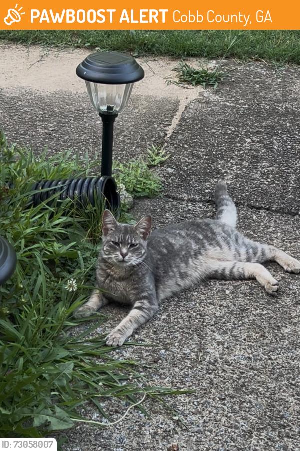 Found/Stray Unknown Cat last seen Murdock Elementary School, Cobb County, GA 30062