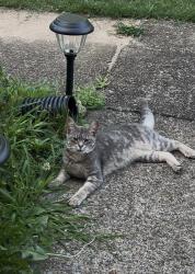 Found/Stray Unknown Cat last seen Murdock Elementary School, Cobb County, GA 30062