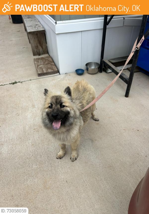 Found/Stray Female Dog last seen Se 29th and Bryant, Oklahoma City, OK 73129