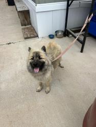 Found/Stray Female Dog last seen Se 29th and Bryant, Oklahoma City, OK 73129