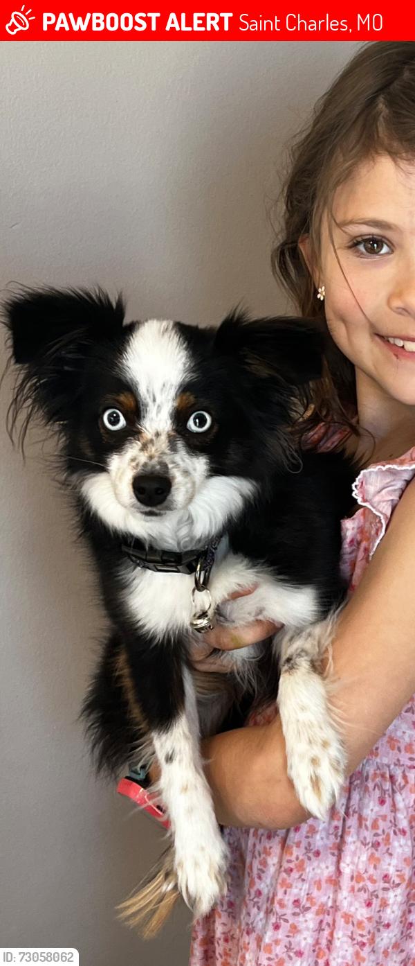 Lost Female Dog last seen Westwood and Emerald Place Dr, Saint Charles, MO 63304