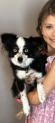 Lost Female Dog last seen Westwood and Emerald Place Dr, Saint Charles, MO 63304