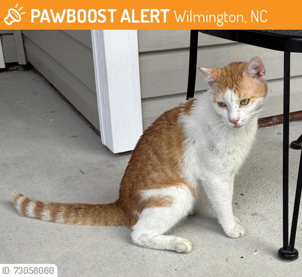 Found/Stray Male Cat last seen Belmar Forest Neighborhood, Wilmington, NC 28411