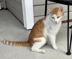 Found/Stray Male Cat last seen Belmar Forest Neighborhood, Wilmington, NC 28411